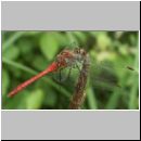 Sympetrum sanguineum - Blutrote Heidelibelle m07.jpg